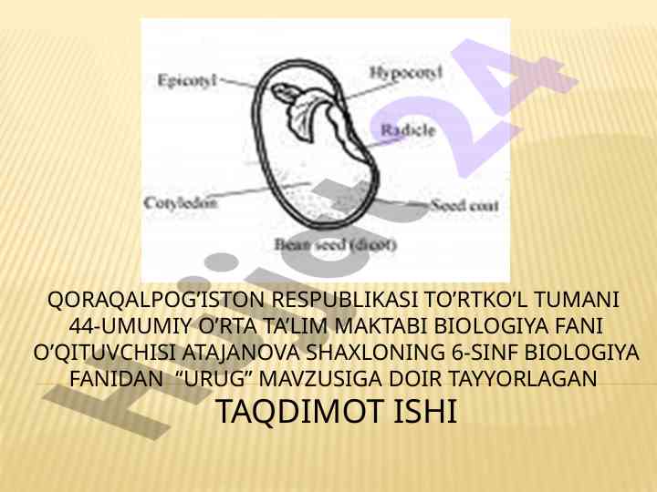 Ta’lim maktabida urug’ va uning umumiy xarakateristikasi
