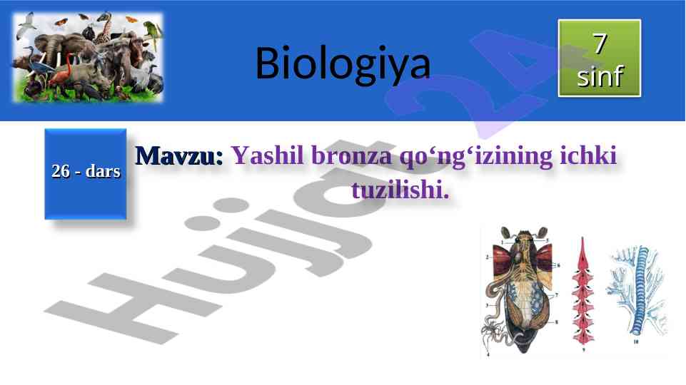 Yashil bronza qo‘ng‘izining ichki tuzilishi