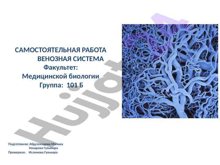 Венозная система анатомия и функции