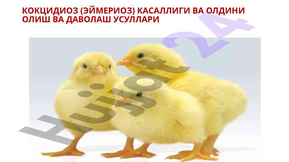 Кокцидоз касаллигининг оладини олиш усуллари