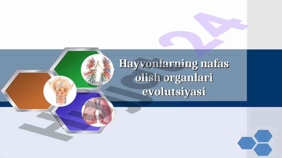Hayvonlarning nafas olish organlari evolutsiyasi