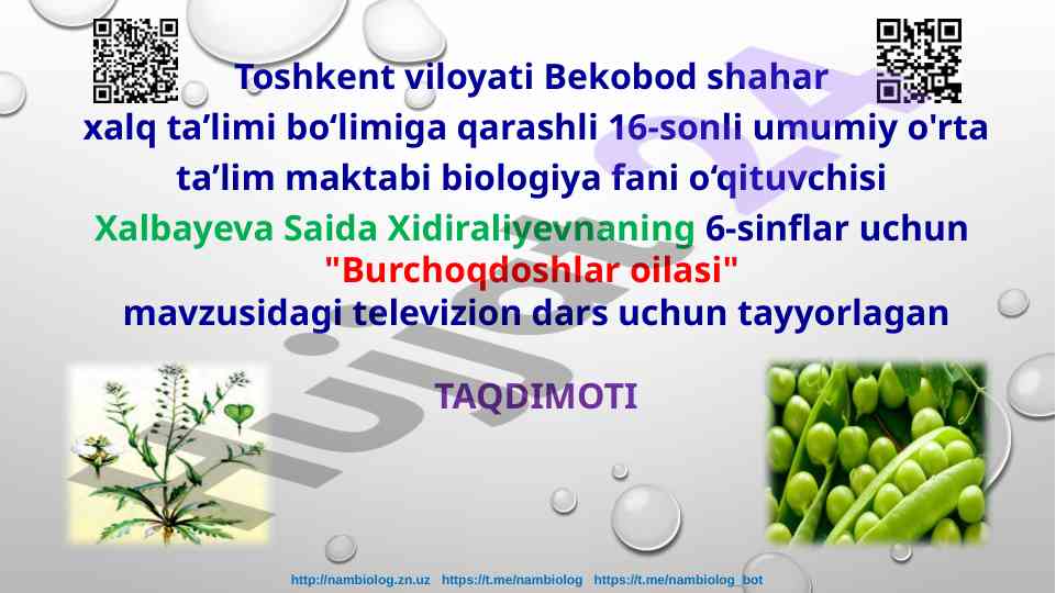 Burchoqdoshlar oilasi haqida taqdimot