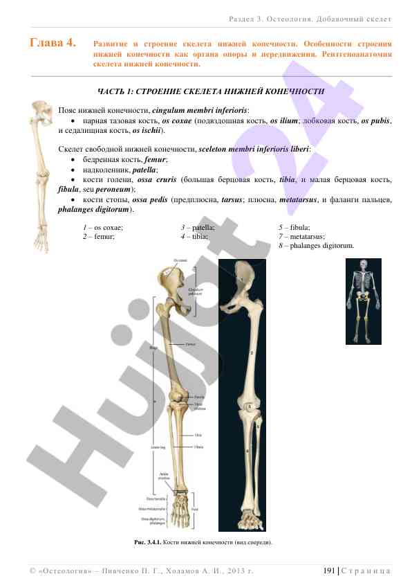 Развитие и строение скелета нижней конечности