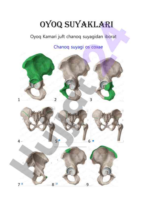 Oyoq suyaklari: anatomik tuzilishi va funksiyalari
