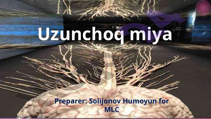 Uzunchoq miya tashqi va ichki tuzilishi