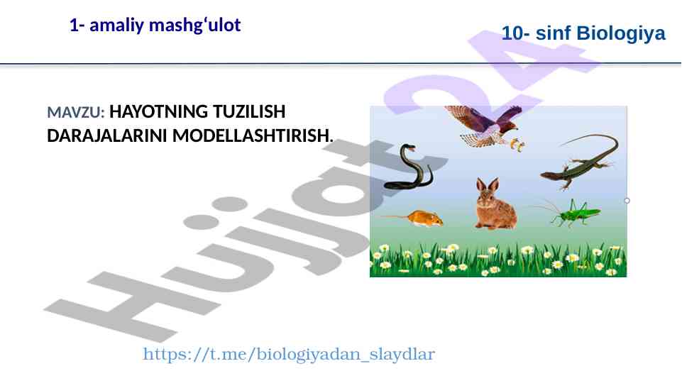 Hayotning tuzilish darajalarini modellashtirish