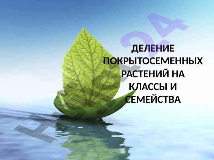 Деление покрытосеменных растений на классы и семейства