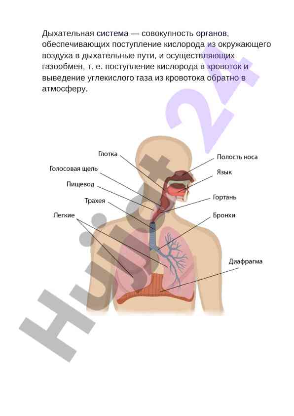 Строение и функции человеческих систем