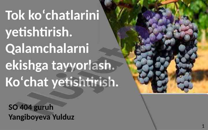 Tok ko'chatchilarini yetishtirish va ularning ahamiyati