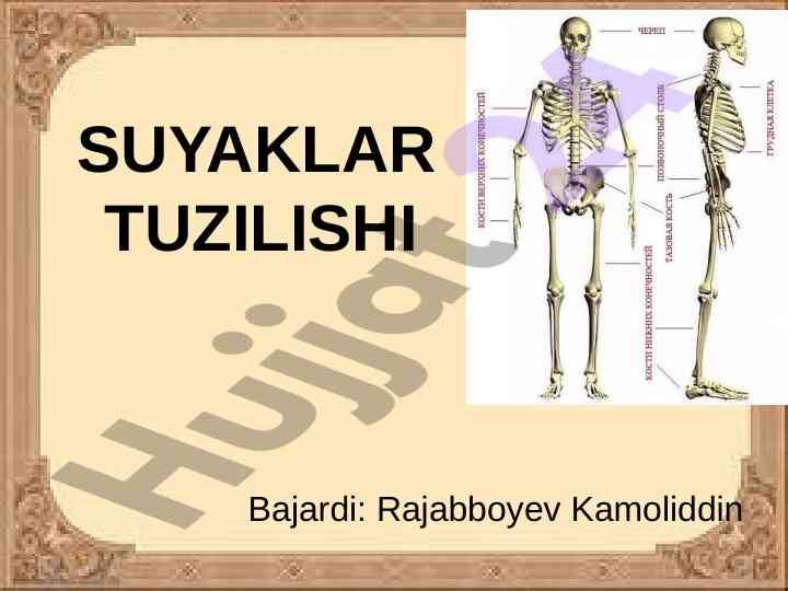 Suyaklar tuzilishi va funktsiyalari