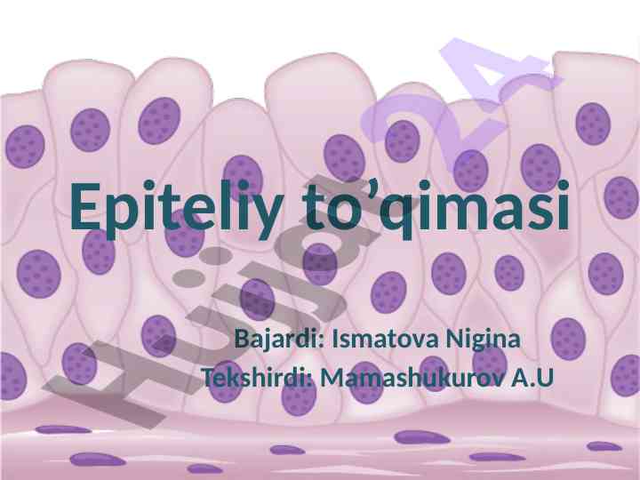 Epiteliy to'qimasi va uning xususiyatlari