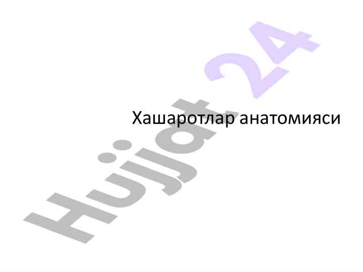 Хашаротлар анатомияси тўғрисида тадқиқот