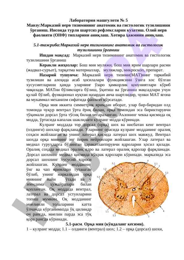 Markaziy nerv tizimining anatomik va gistologik tuzilishi