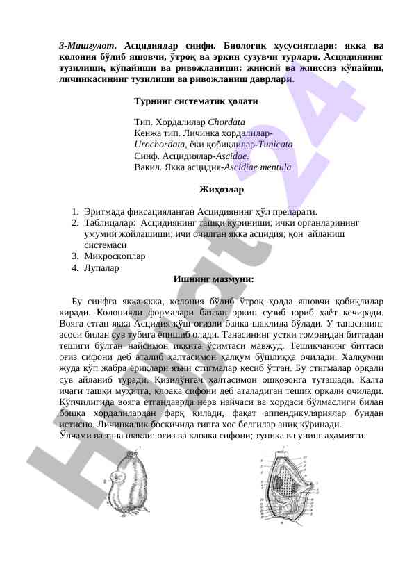 Асцидиялар синфи: биологик хусусиятлари ва тузилиши