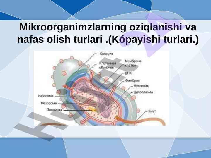 Mikroorganizmlar oziqlanishi va nafas olish turlari