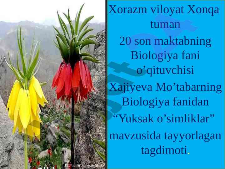 Yuksak o'simliklar mavzusida taqdimot