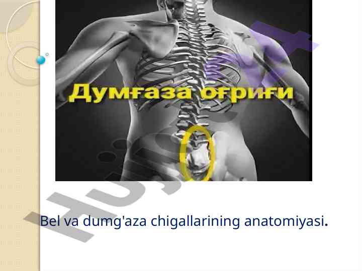 Bel va dumg'aza chigallarining anatomiyasi