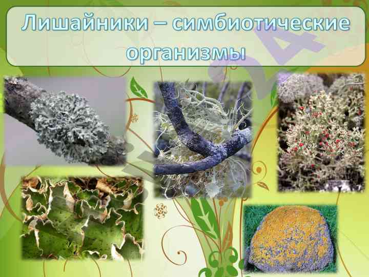 Признаки водорослей и грибов в природе