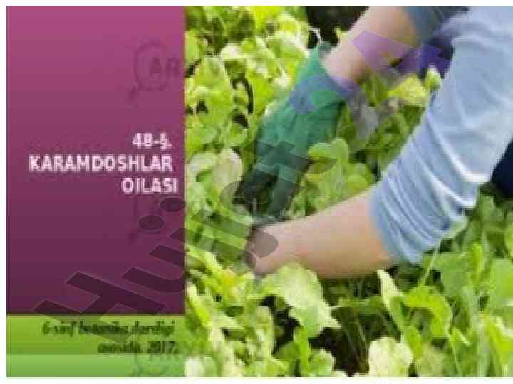 Karamdoshlar oilasi gul formulasi va mevasi