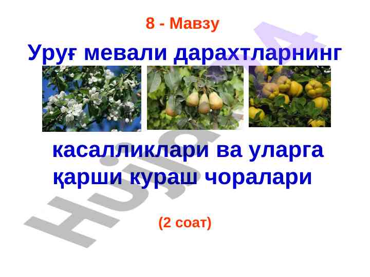 Уруғ мевали дарахтларнинг касалликлари ва кураш чоралари