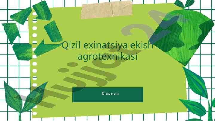 Qizil exinatsiya ekish agrotexnikasi tamoyillari