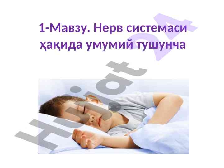 Нерв системаси ҳақида умумий тушунча