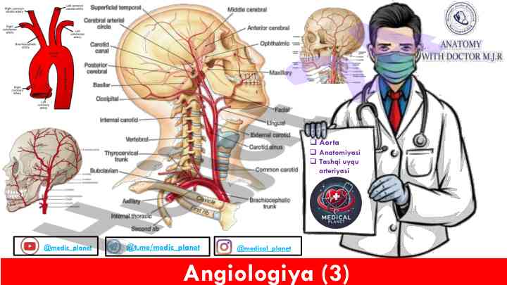 Aorta anatomiyasi va qon aylanishi tizimi