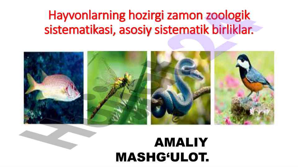 Hayvonlar sistematikasi o‘rganish amaliy mashg‘ulot