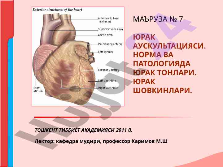Юрак аускультацияси норма ва патологияда