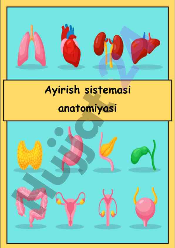 Ayirish sistemasi anatomiyasi va funksiyalari