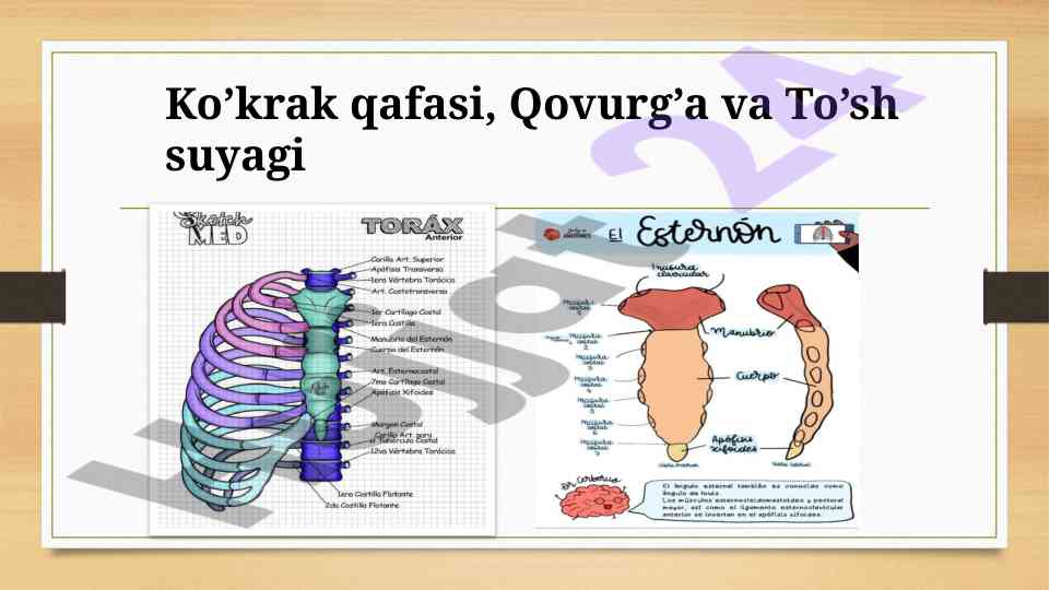 Ko’krak qafasi, qovurg’a va to’sh suyagi anatomiyasi