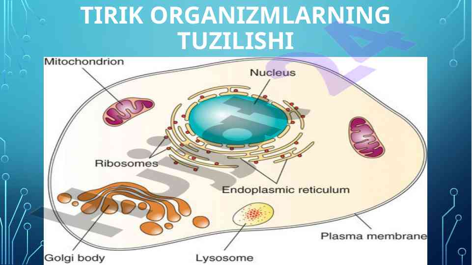 Tirik organizmlarning tuzilishi va funksiyalari