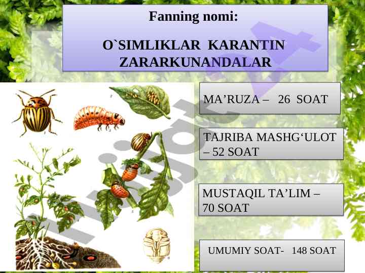O‘simliklar karantini va zararkunandalar mavzusi