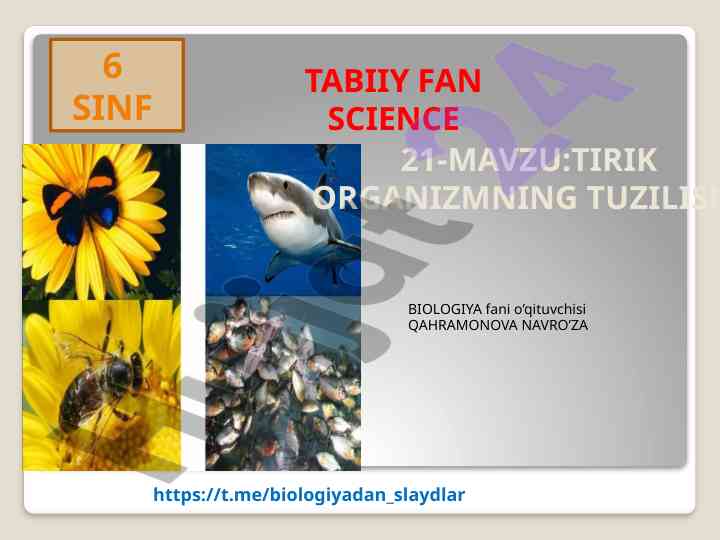 Tirik organizmlarning tuzilishi haqida ma'lumotlar