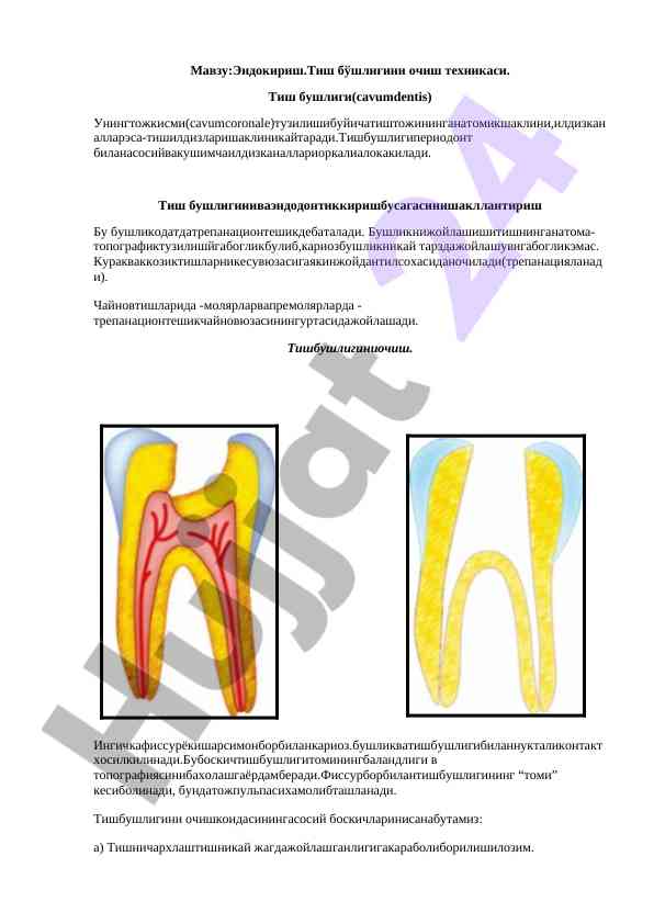 Tish boshliğini ochiş texnikasi va anatomik shakli
