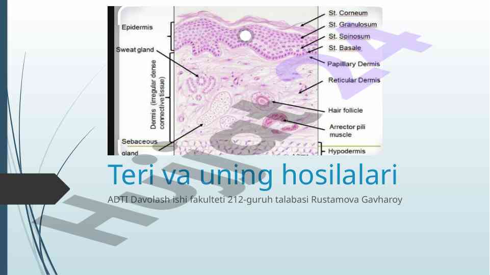 Teri rivojlanishining embriologiyasi asoslari