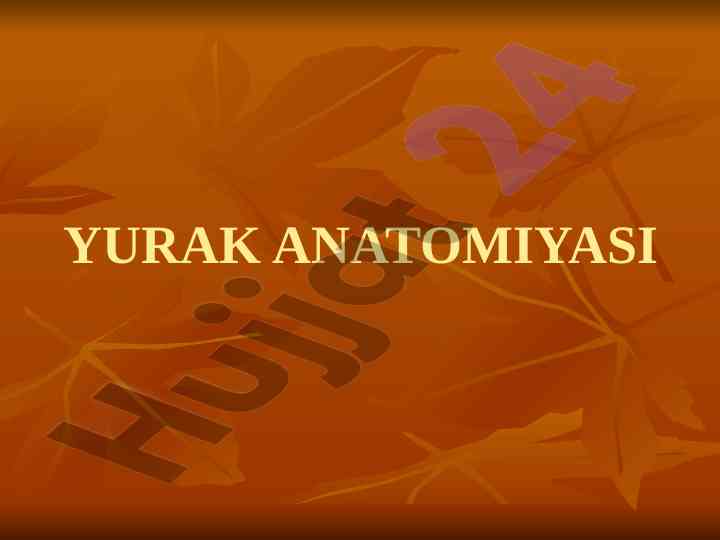 Yurak anatomiyasi va qon tomir kasalliklari