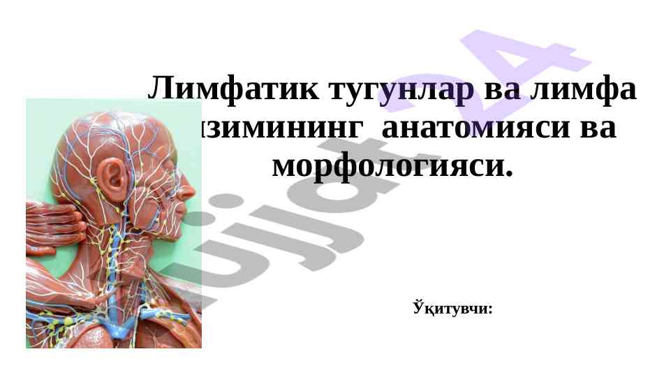 Лимфатик тугунлар ва лимфа тизимининг анатомияси