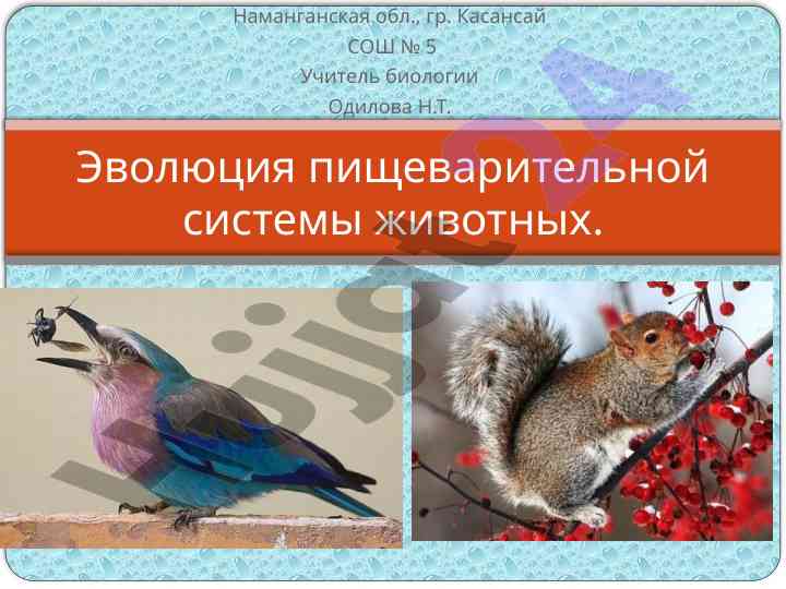 Evolyutsiya pishavaritelnoy sistemy zhivotnykh
