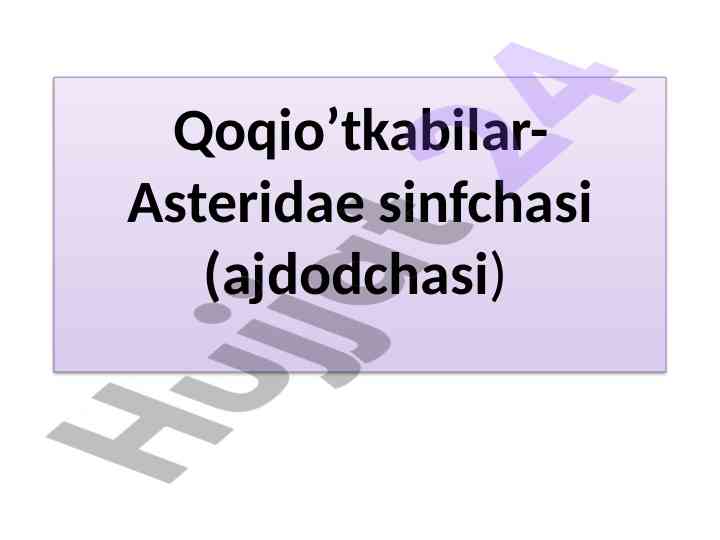 Qoqio’tkabilar-asteridae sinfchasi va ahamiyati