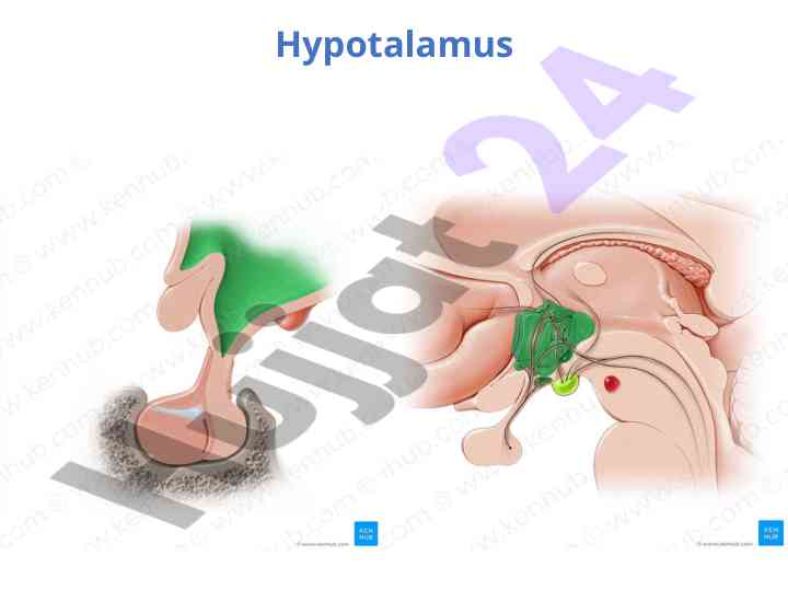 Hypotalamus tuzulmalari va funktsiyalari