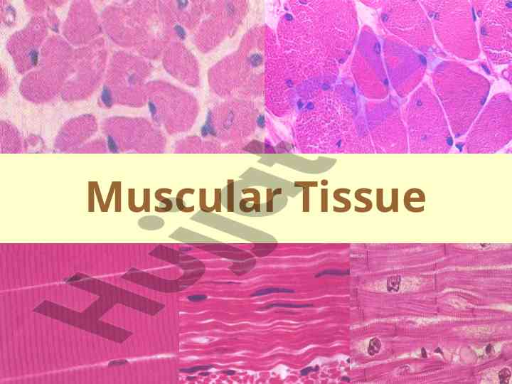 Muscle tissue functions and types overview