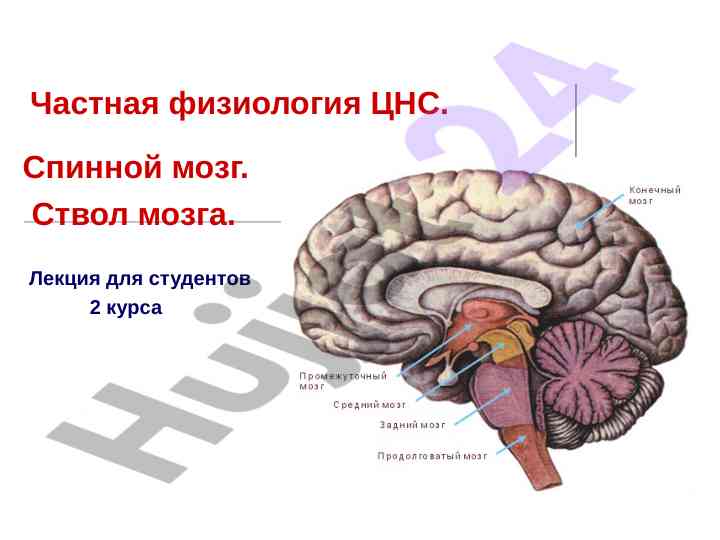 Лекция по частной физиологии цнс и спинному мозгу