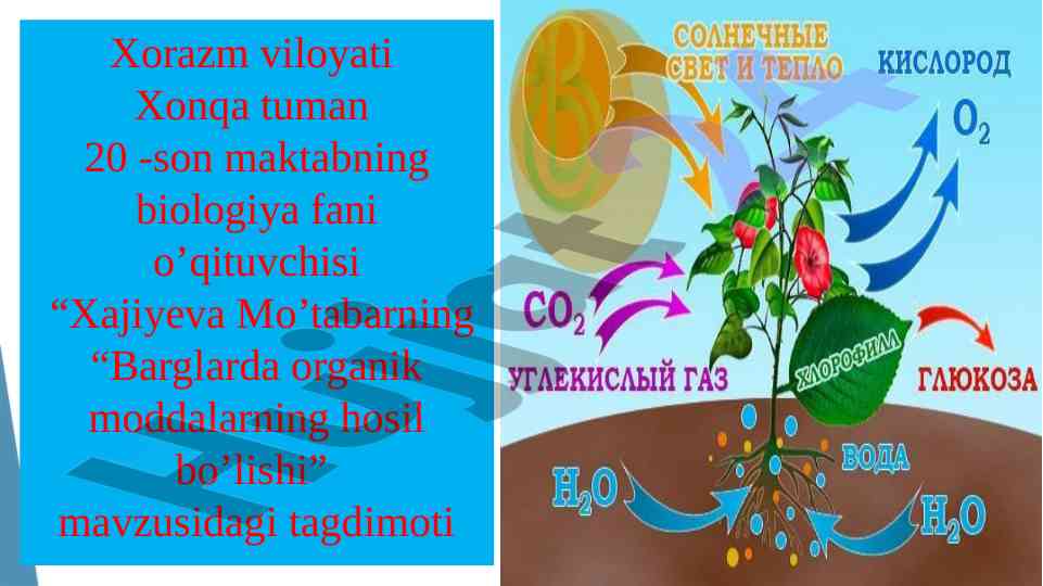 Barglarda organik moddalarning hosil bo'lishi