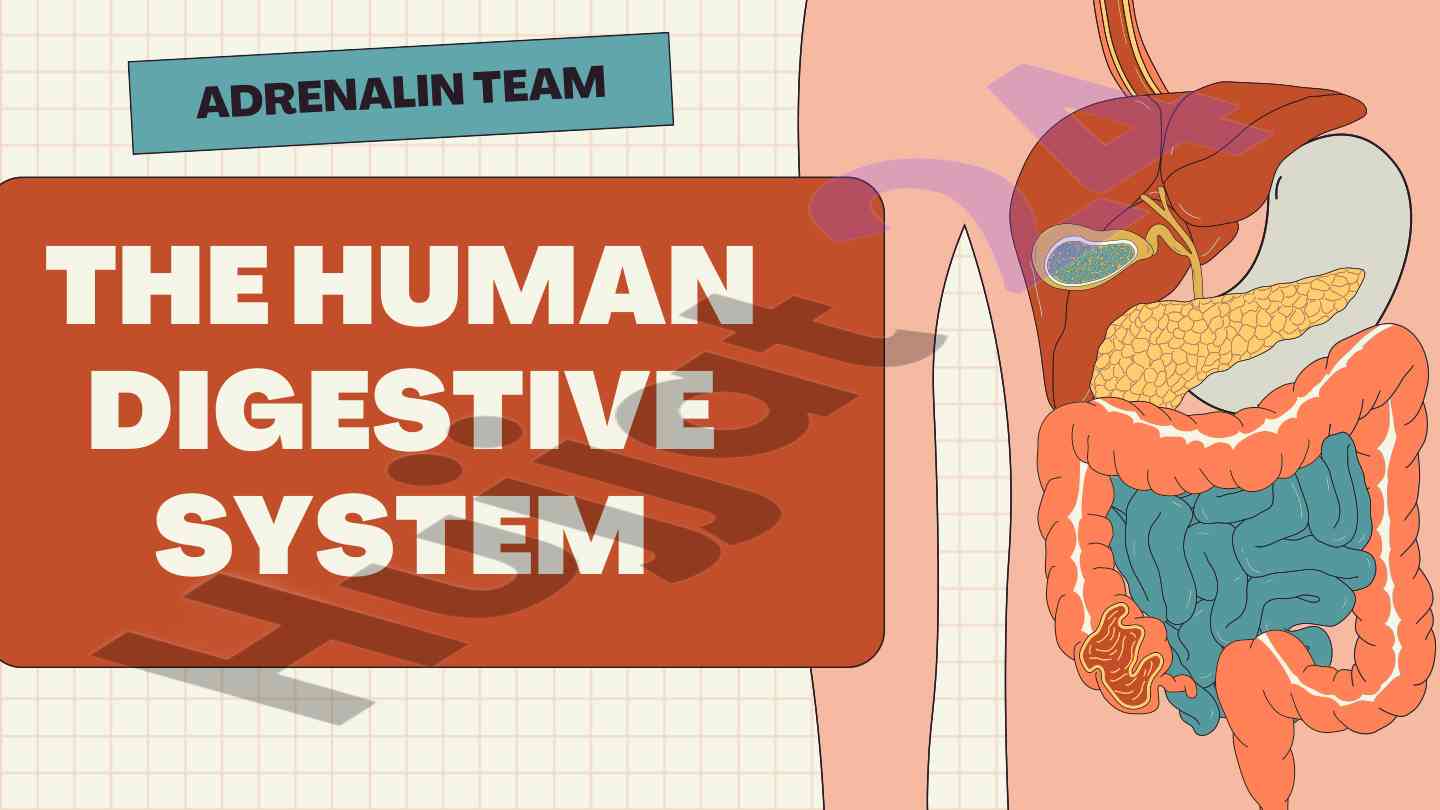 The human digestive system overview and key terms