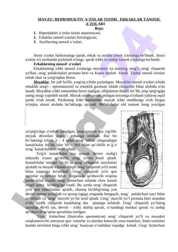 Reproduktiv a'zolar tizimi va erkaklar tanosi