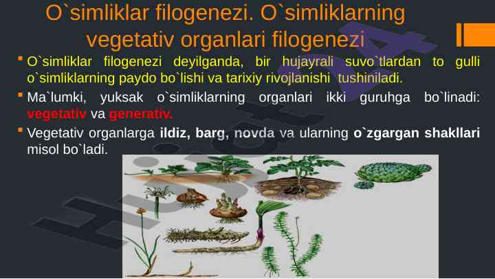 O`simliklar filogenezi va ularning rivojlanishi