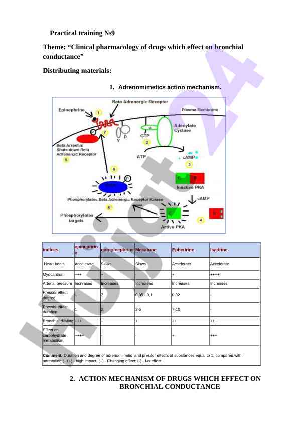 Clinical pharmacology of bronchial conductance drugs