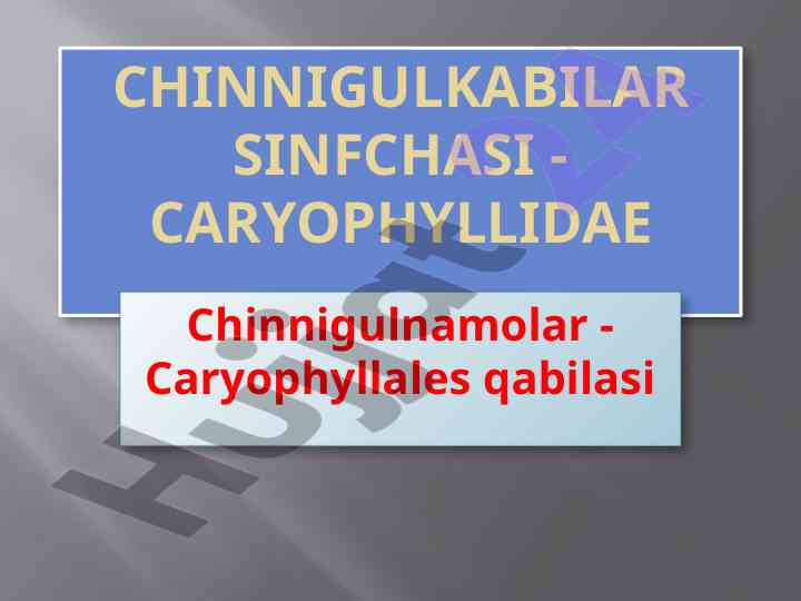 Chinnigulkabilar sinfchasi fikrlari va tasnifi