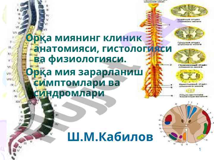 Орқа миянинг клиник анатомияси ваҳолатлари
